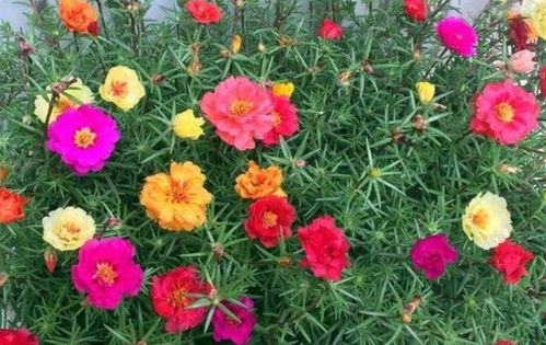 金花葵养护：了解其生长习性