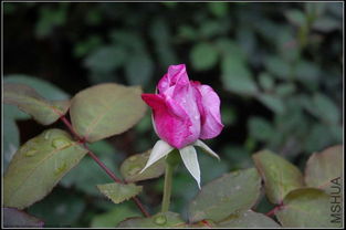 蓝河月季的花期揭秘：漫长还是短暂？