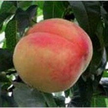 桃树：昆明桃子，鲜嫩多汁
