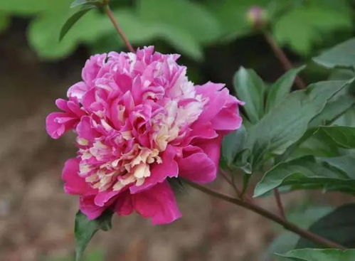 芍药果实的作用