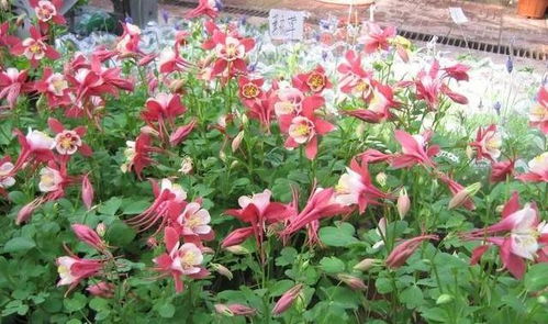 4. 花卉相关产品销售