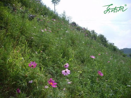 生态密码：开花时间的温度玄机