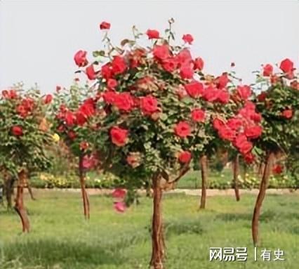 月季苗Zui佳种植时间揭秘