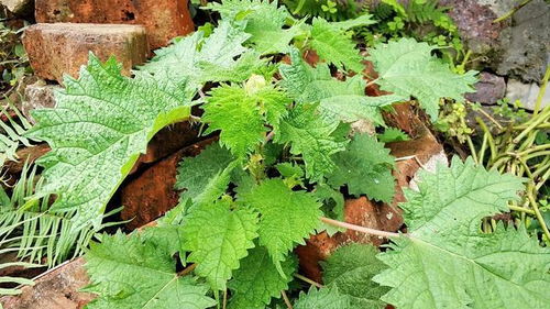 苜蓿、 墨西哥玉米：适合贵州种植的草种