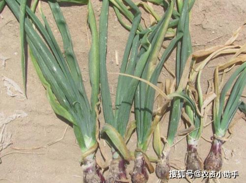 多菌灵灌根，软腐病防治新手段？