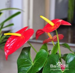 红掌叶杆发红，是何原因