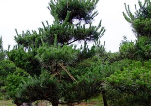 黑松施肥那些事