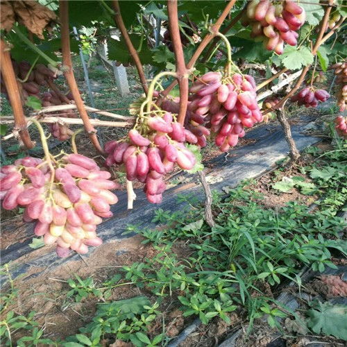园土深翻与防治