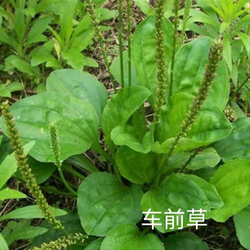 杨铁叶子根，老中医教你用法