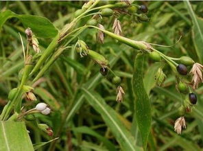 薏米的种植：风险与挑战