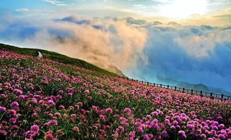 喀斯特植物的生存智慧