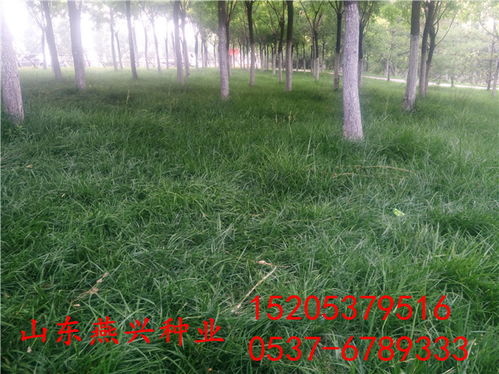 草籽的魔法：一公斤嫩种多少地？