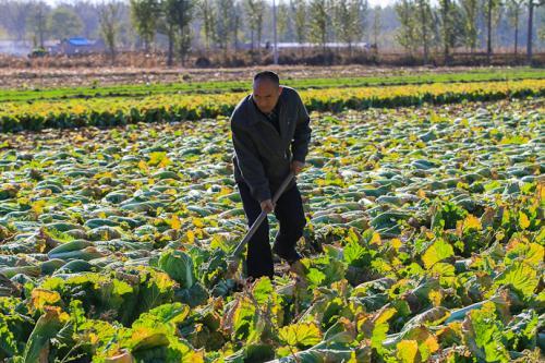 大白菜：冬季的宝库