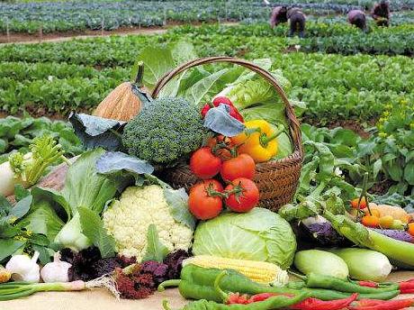 一楼种植好选择：蔬菜与水果的种植心得