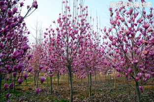 南召玉兰苗木：农民的摇钱树， 脱贫的希望