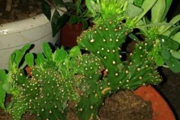 麒麟掌为何发黄腐烂？麒麟掌曲霉病防治技巧有哪些