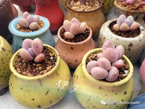 桃蛋适合烹饪的菜肴推荐