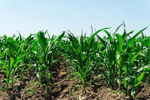 施肥的适宜时间