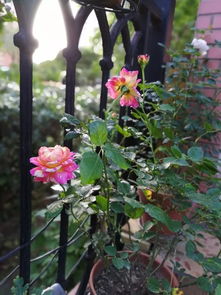 适合户外种植的花草植物