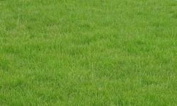 马尼拉草坪的特点