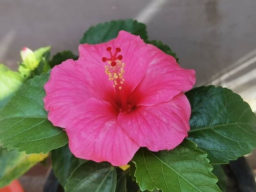 牵牛花：藤蔓间的夏日彩虹