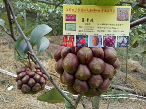 黑老虎种植技术详解，新手如何快速掌握