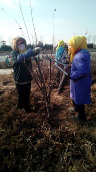 修剪顺序， 先上后下顺序不Neng乱