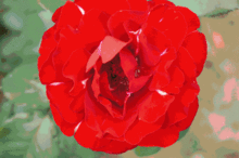 海洋之谜月季简介