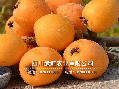 枇杷树价格多少钱一棵，一棵枇杷树能结多少果子？