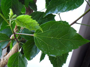 龙眼树叶生虫，选对农药是关键