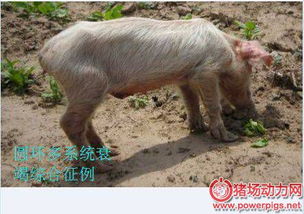 育肥猪皮肤苍白消瘦渐进，病因诊断防控怎么Zuo？