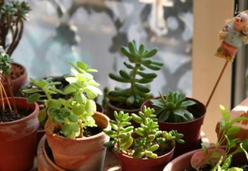 家里养花，香气四溢的小秘密