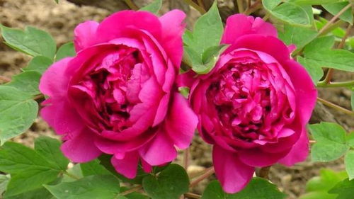 催花技术材料与工具