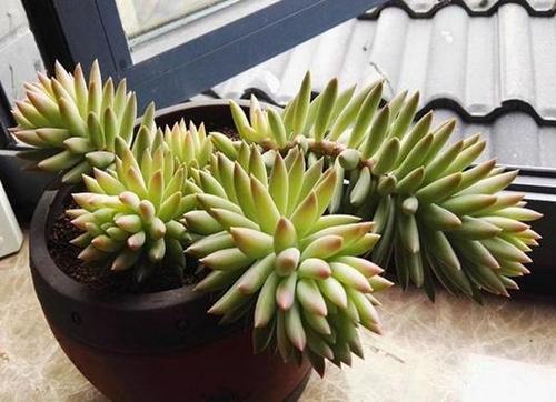 千佛手如何保持不徒长？关键在于修剪技巧