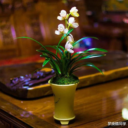 修剪兰花的小技巧