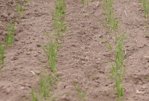 重点来了！年后没动静的白芷还嫩活吗？