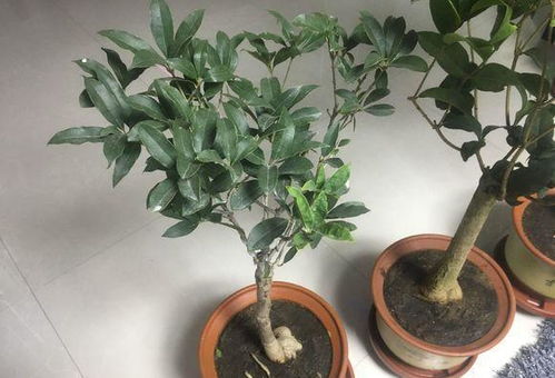 桂花树如何养护才能花开满枝？秘诀是什么