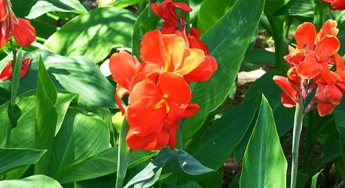 医药价值与园艺地位