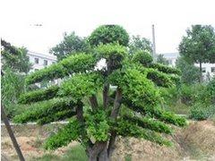 一棵树的价值多少亿