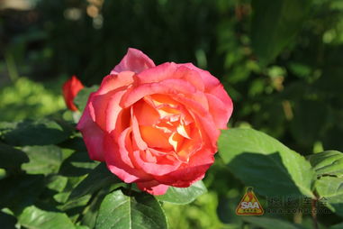 一成不变的月季不是我的菜,“百变女郎”才够精彩!