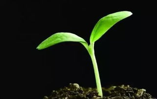 为什么同一批种子的发芽时间差这么多？