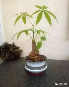 “发财树专用肥料+叶面肥，枝叶旺盛秘诀！”