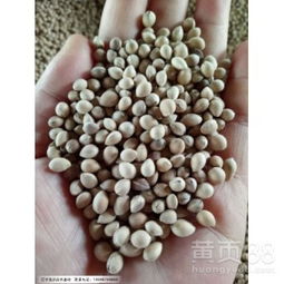 一斤大樱桃种子大约有多少粒？