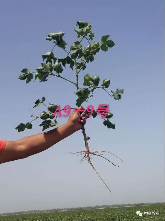 棉花现蕾开花期是产量形成的关键时期