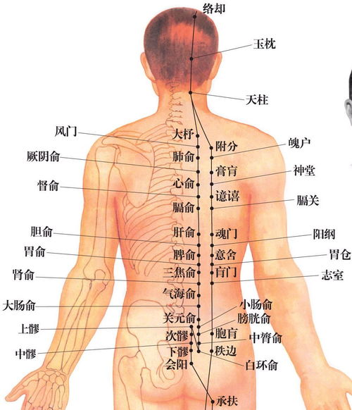 人的菊花指什么？难道是身体某个部位