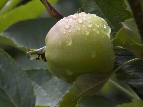 钾素， 甘蔗的“小肌肉”