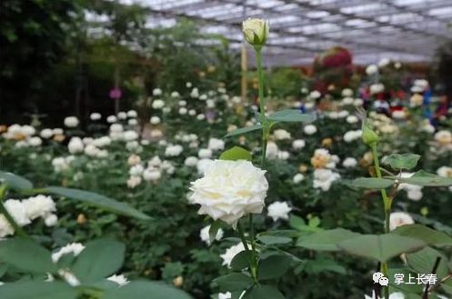“种花技巧，如何让花草绽放双倍美丽