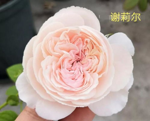 月季蜂蜜焦糖， 果汁阳台的“亲戚”