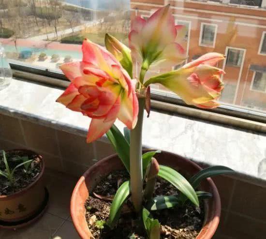 朱顶红花剑徒长如何巧妙拆分？效果如何
