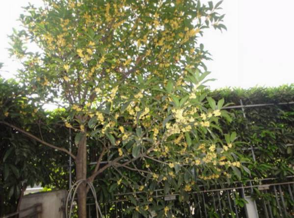 种桂花树风水佳，院子种桂花树有何妙处